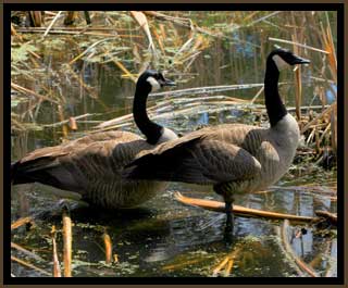 Canada Geese Pair