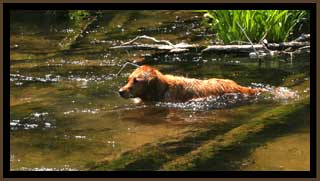 Dog in Creek
